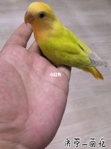 牡丹鹦鹉金头澳桂闪