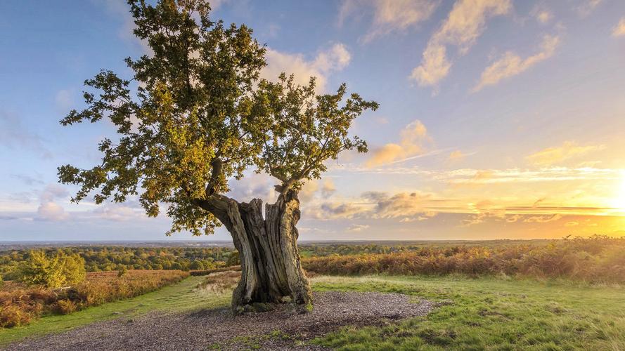 唯美意境树木风景桌面壁纸