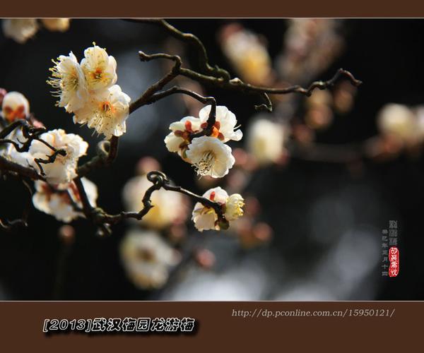 龙游梅花舞