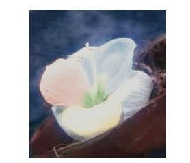 偷星九月天的依米花,跪求发我一片