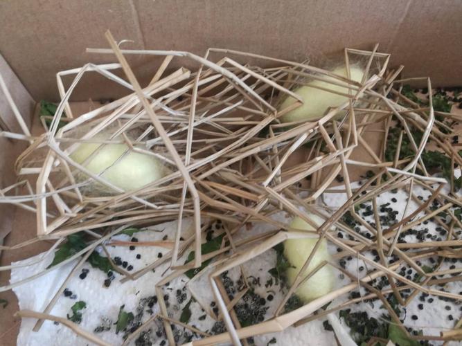 晨晞小朋友的蚕宝宝结茧啦～结成了黄颜色的呦～神奇吧