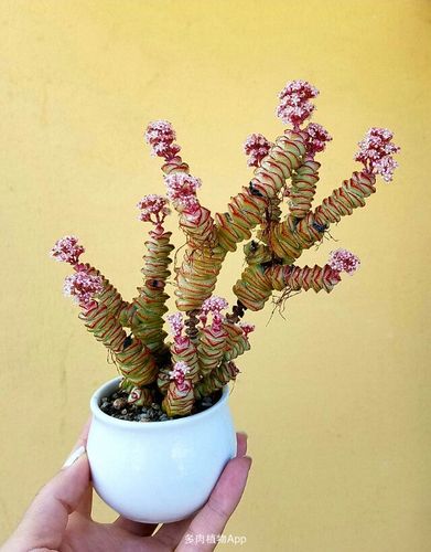 金币俗称钱串子,哈哈哈,开花了,太美了!