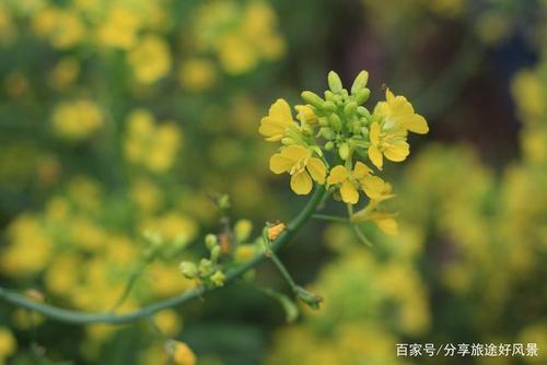 春暖花开,家乡油菜花正盛开,美极了