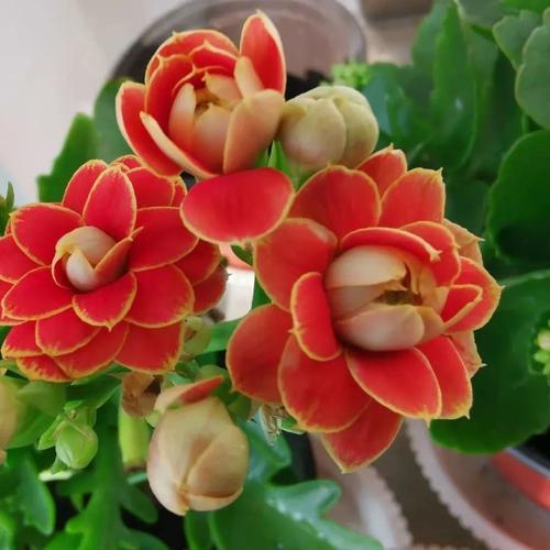 美!美!原来长寿花居然有这么多品种,家里养几盆,美得移不开眼!