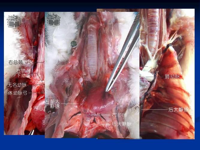 实验6_家兔的外形观察和内部解剖ppt