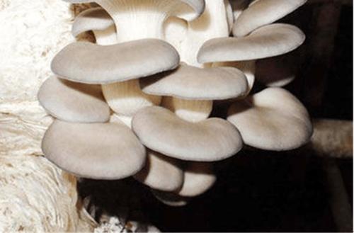 凤尾菇和平菇真的没区别吗?教你快速识别它们的不同!