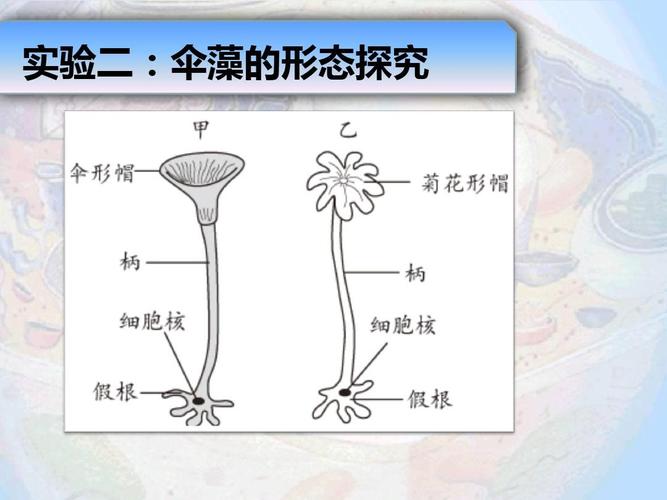 实验二:伞藻的形态探究