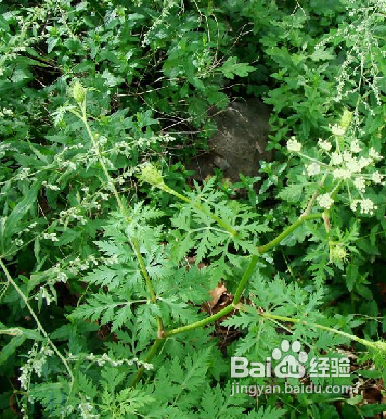 土藁本的功效与作用有哪些