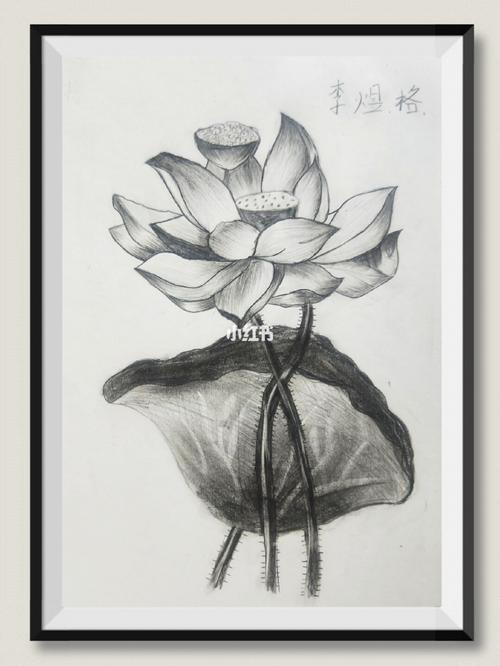 上周课程临摹《荷花素描》 95材料:不同型号铅笔,素描纸 95重难点