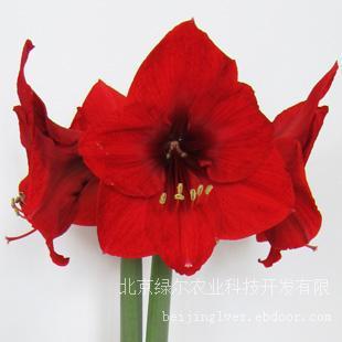 北京朱顶红种球供应 红狮 朱顶红 单瓣 进口 大种球 预定 红色