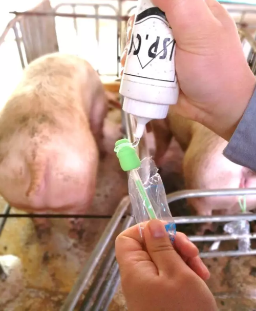 如何正确地进行人工授精(深部输精)操作?_种猪技术__e