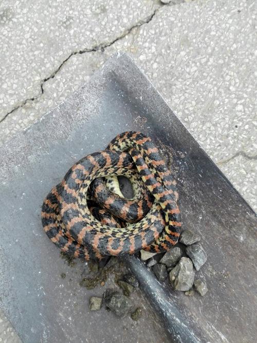 大冬天的这老兄出来干嘛?楼道里暖和,结果还是冻的僵硬,是不是毒蛇?