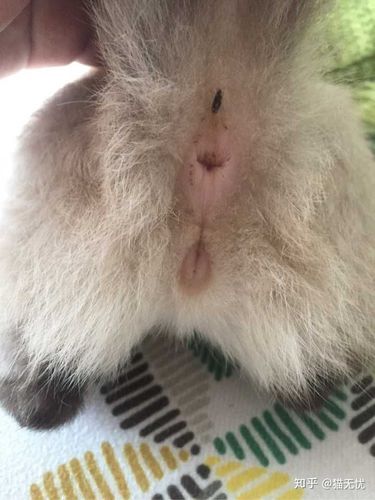 怎么区分两个月大的猫咪公母?