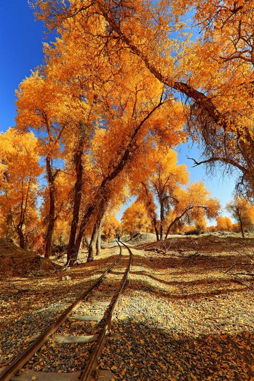 【绚丽胡杨摄影图片】轮台胡杨林风光旅游摄影_太平洋