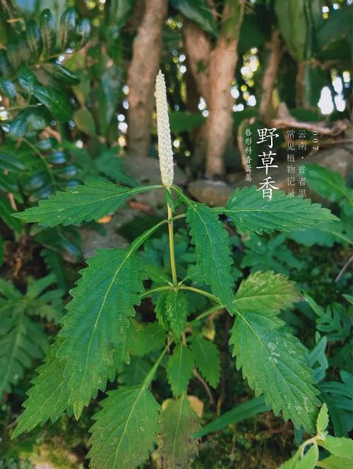 野草香
