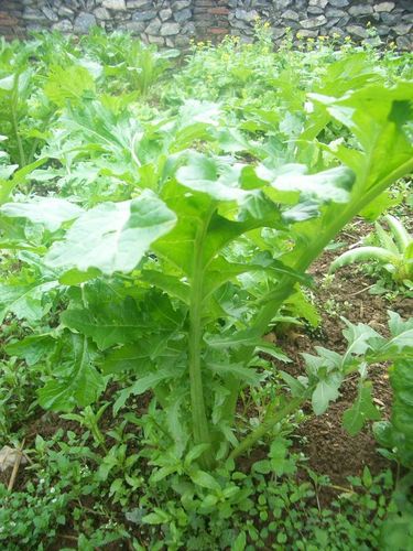 散文丨柴角里的粥水芥菜