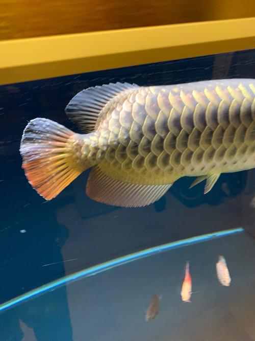 这是水霉病吗 - 龙鱼玩家 - 龙鱼之巅