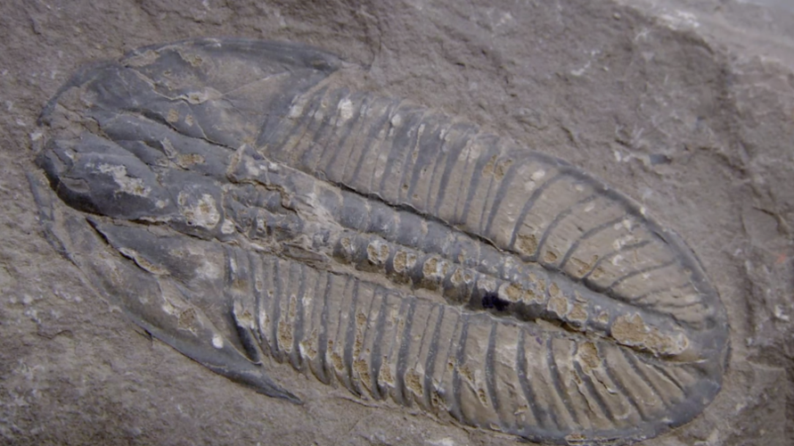 1985年在《古生物学》杂志发表论文宣告世界 澄江动物化石群,其化石之