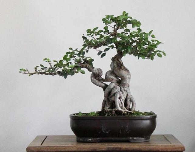 像榆树这样的树木盆景,一般不需要经常去施肥,尤其是已经成型的榆树