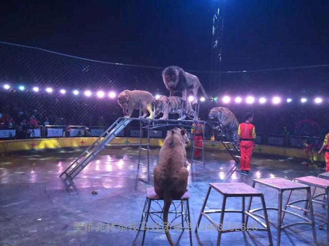 吴桥杂技马戏团|需求量高