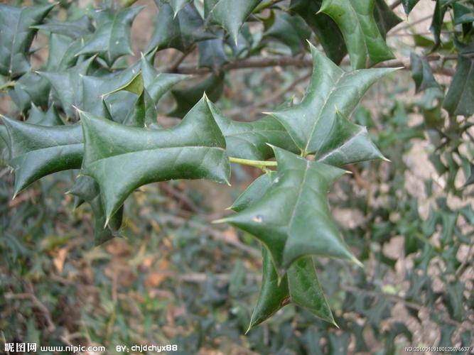 猫儿刺的叶子泡水喝治疗什么病?