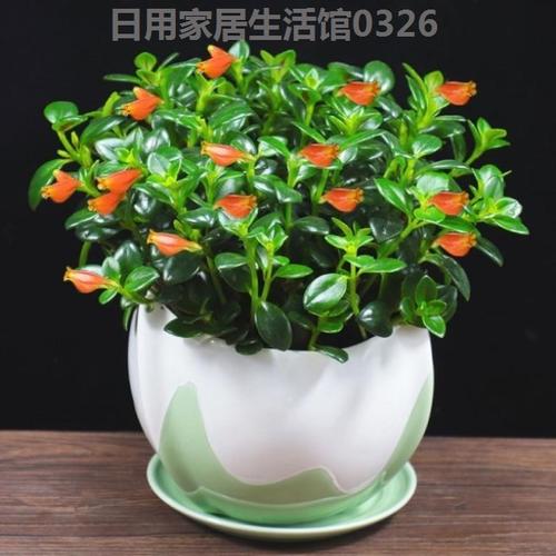 热销吊兰植物室内开花不断