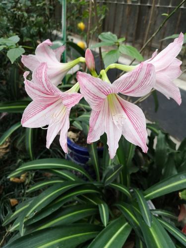 白肋朱顶红(2020.12.1)