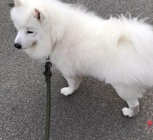 成年萨摩耶犬