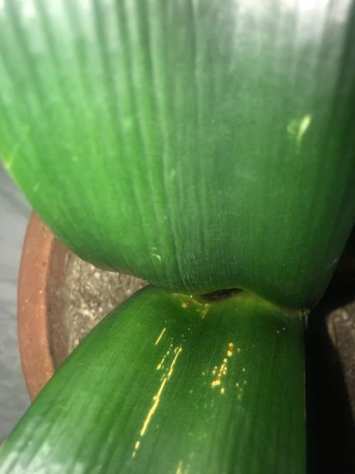 君子兰叶芯空了里面烂了有虫子怎么办?
