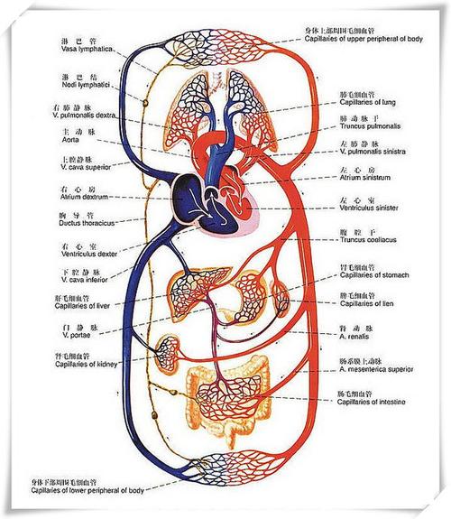 人体血液的体循环路线急啊