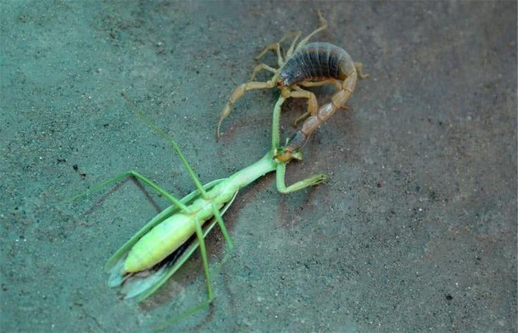 实拍螳螂与蝎子大战螳螂一招不慎竟被毒蝎刺中身亡