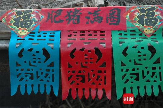 猪圈贴着"肥猪满圈"
