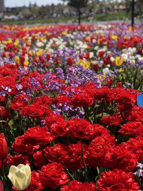 荷兰花海买花推荐去吧 接下来就是凑字数啦哈哈-北京