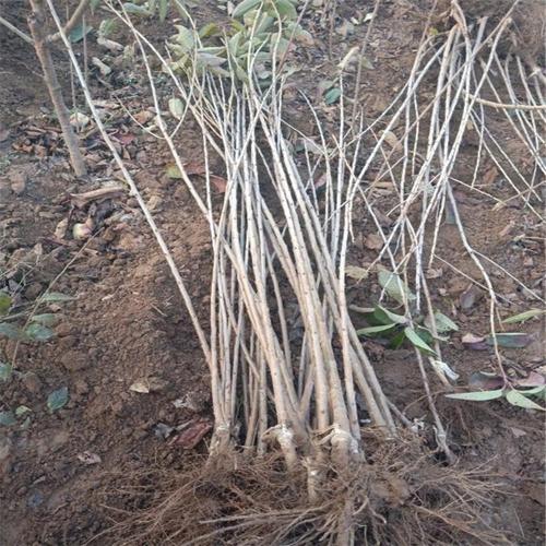 3cm樱桃树苗厂家电话联系,3.