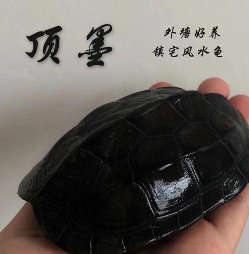 顶墨龟 纯种贵的龟全黑乌龟活物稀有宠物稀有龟大乌超大龟