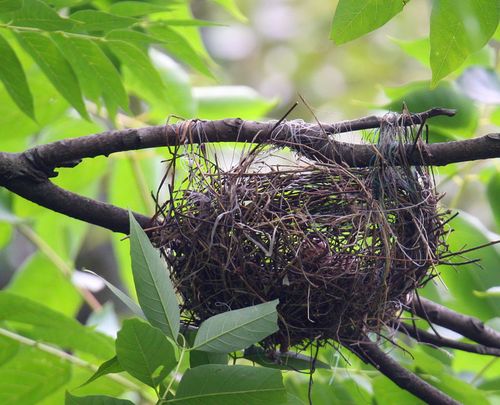 红头长尾山雀和鹊鸲杭州拍鸟