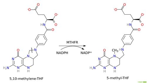 最简单的解释是,甲基化是将食物转化为酶或"活性元素",人体细胞可以