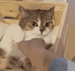 猫的表情包动态gif表情图片 - 找表情上表情家