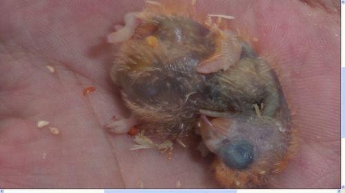 有照片,求牡丹鹦鹉雏鸟死亡原因!