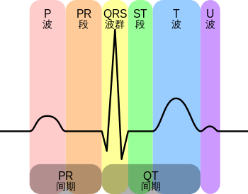 正常心电图图解