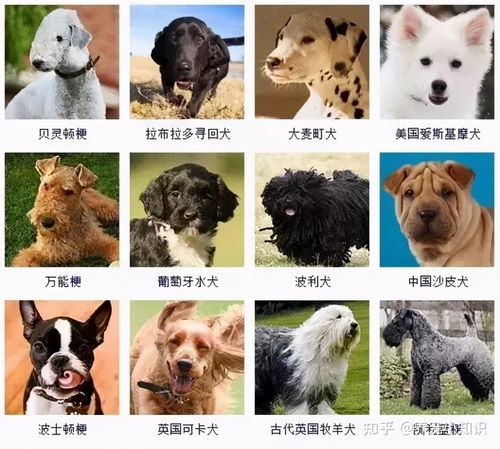 养狗,大多数人都喜欢养品种犬,有稳定的血统和犬种特征,身价也不低,带