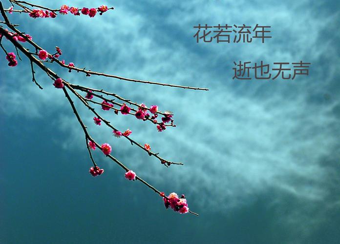 [原创摄影] 花若流年