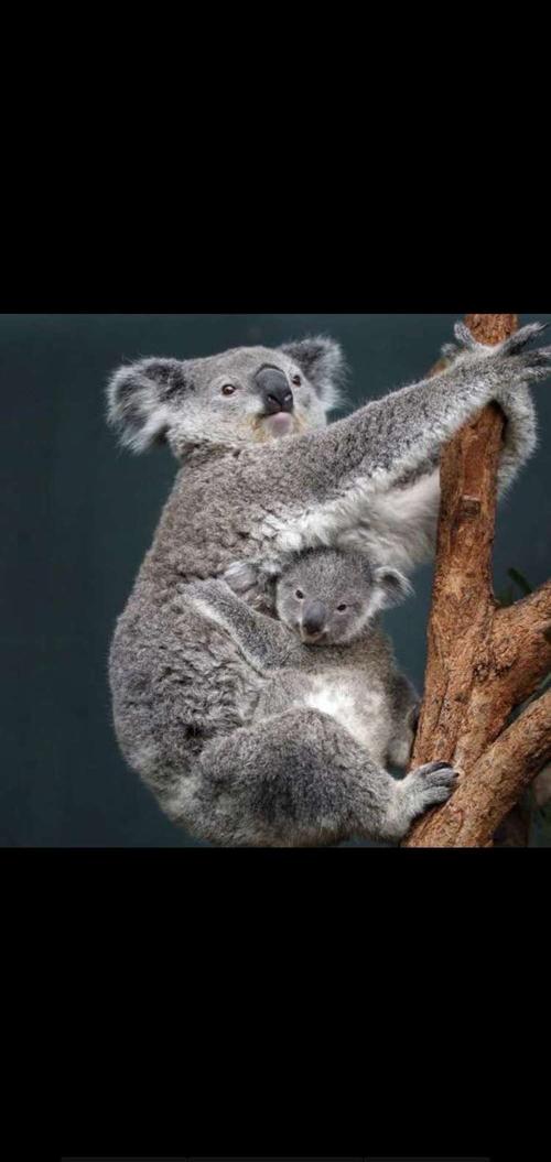 树袋熊(学名:phascolarctos cinereus)是树袋熊科,树袋熊属动物,体形