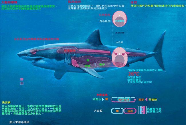 盘点过去十年破解的鲨鱼的秘密,你想不想提前知道一下