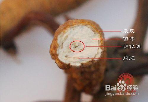 如何从外观认识冬虫夏草