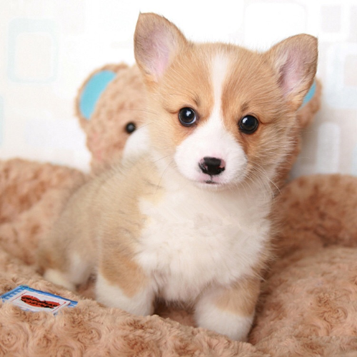 家养狗_出售纯种活体柯基犬幼犬短腿吉娃娃巴哥小型犬家养茶杯犬宠物