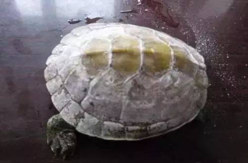 宠物乌龟真菌,水碱的区分与治疗