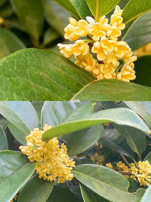 灵谷寺百年桂花王开花啦_桂花
