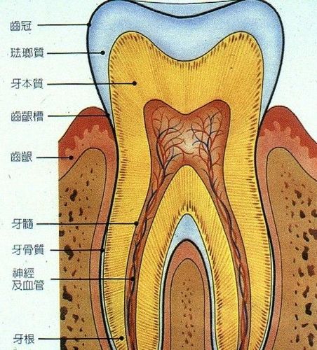 浆液性牙髓炎