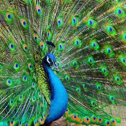 种蓝孔雀 可育种/观赏 接受批量订货基地直发